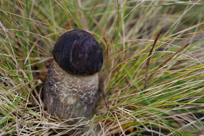 Leccinum scabrum